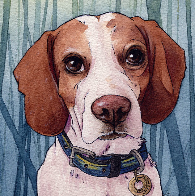 Aquarell Illustration - Beagle